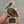 Pelican Perch Sticker