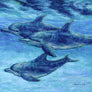 Dolphin Cruise Print
