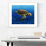 Loggerhead Turtle Print