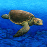 Loggerhead Turtle Print