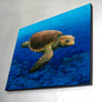 Loggerhead Wall Art Panel