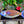 Fish Flowers - Fish Wood Wall Art