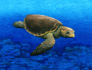 Loggerhead Turtle Print