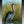 Blue Heron Ceramic Tile